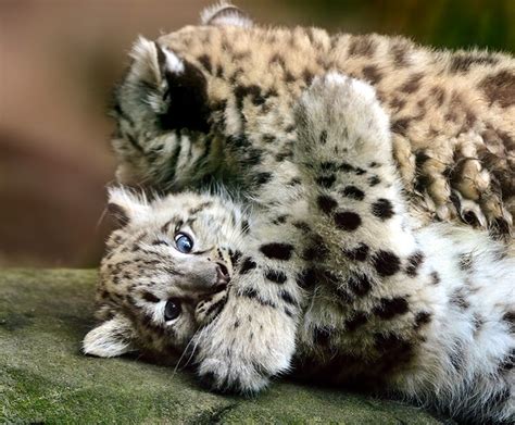 Snow leopard | San Diego Zoo Wildlife Explorers