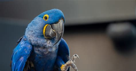 National Aquarium - Hyacinth Macaw