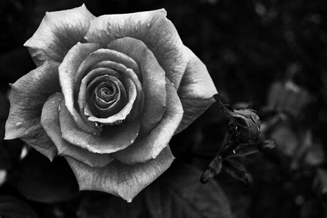 Black And White Rose Photography | Wallpapers Gallery