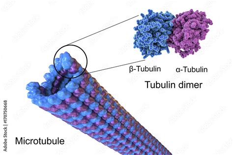 Stockillustratie Structure of a microtubule, 3D illustration ...