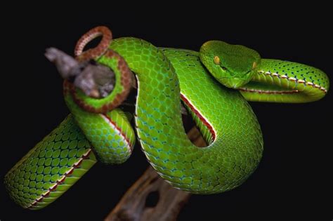 Trimeresurus stejnegeri ~ Reptiles World