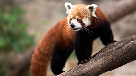 Red Panda Predators And Prey