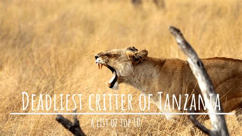 Tanzania Animals: Top 10 Deadliest Critters of Tanzania