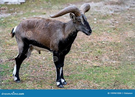 Close-up of Bharal, Himalayan Blue Sheep or Naur Stock Photo - Image of ...