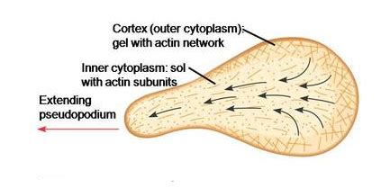 Amoeboid Motion