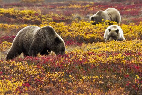 Grizzly bears at Denali National Park, Alaska : r/bearwithaview