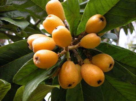 Loquat Japanese Plum Tree - Tere Fruit