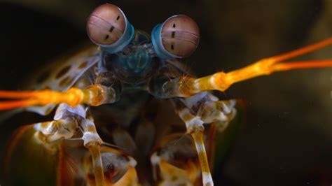 WATCH: Mantis Shrimp's Incredible Eyesight Yields Clues For Detecting ...