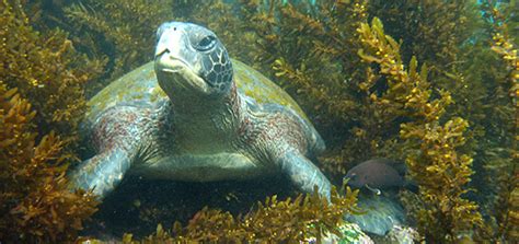 Galapagos Marine Reserve Creation ⋆ Galapagos Islands - Travel Guide