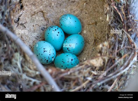 Wood thrush eggs hi-res stock photography and images - Alamy