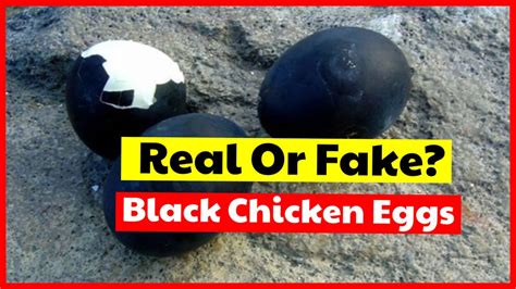 Black Chicken Eggs, Is It Real or Fake? Find The Facts Here!