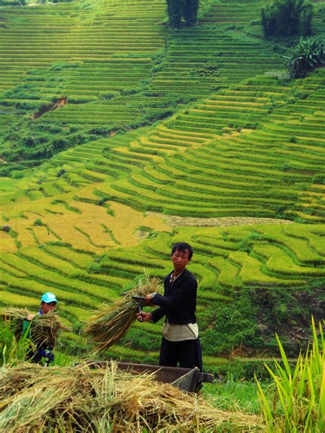 Rice paddies Sapa - Vietnam