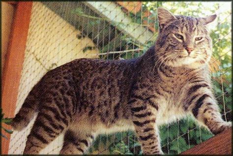 Mona Richardson News: Bobcat Domestic Cat Hybrid