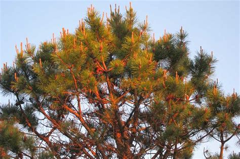 Pinus rigida (Pitch Pine)