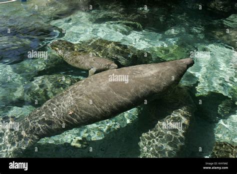 Endangered mammal species manatee Stock Photo - Alamy