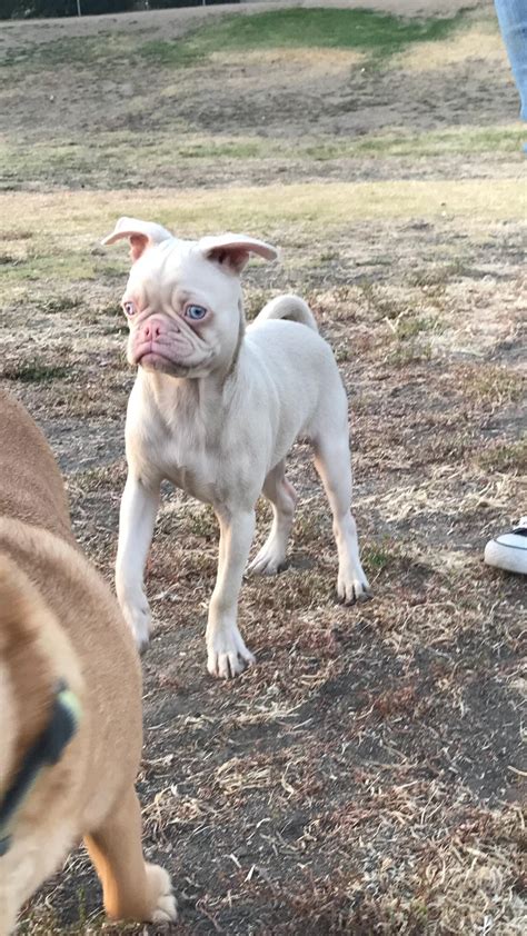 Discovered an albino pug today : r/interestingasfuck