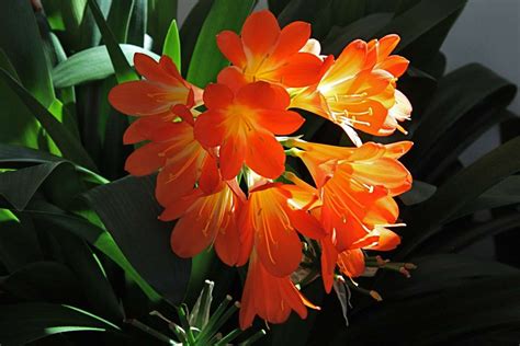 Clivia - advice on caring for it