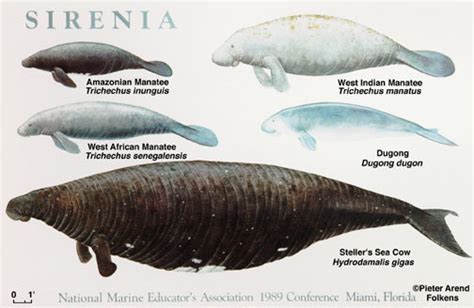 Extinct Animal: Stellers Sea Cow