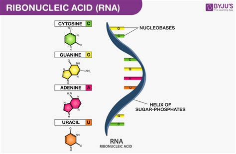 Biomolecules - Important Notes for NEET Biology