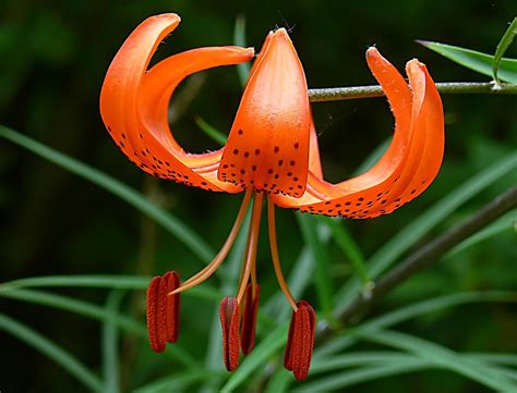 Tiger Lily. | Bernard Spragg. NZ | Flickr