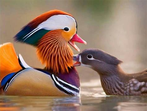 Mandarin ducks | Beautiful birds, Animals beautiful, Pet birds