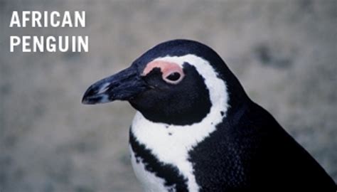 10 Facts about African Penguins - Fact File