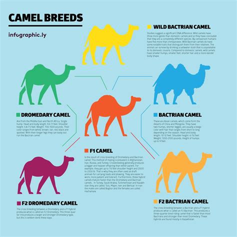 Camel Breeds - Infoingraph