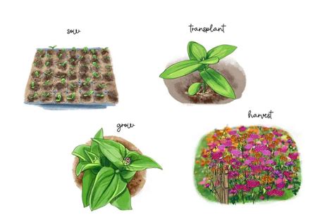 How to Grow Gorgeous Zinnias From Seed (It's Easy!)