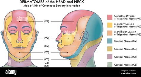 Mandibular area Stock Vector Images - Alamy