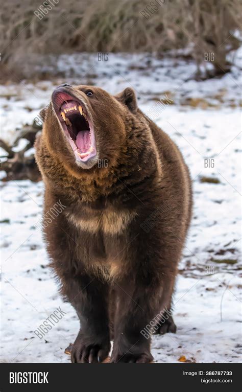 Grizzly Bear Enjoys Image & Photo (Free Trial) | Bigstock