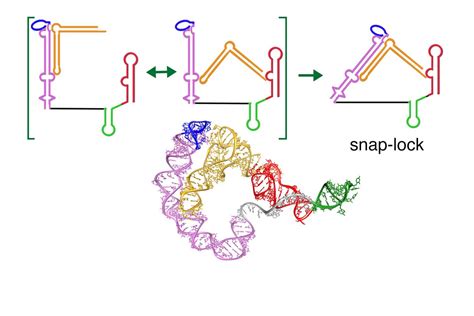 T-box Riboswitch Snap-Lock [IMAGE] | EurekAlert! Science News Releases