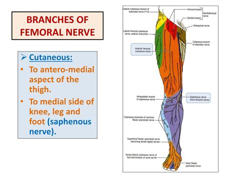 Anterior Femoral Nerve