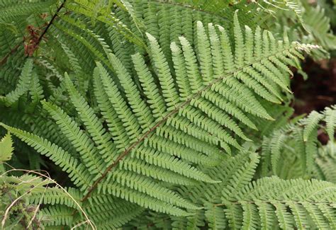 Dryopteris affinis. Scaly Male Fern. | Flora, Dryopteridaceae.