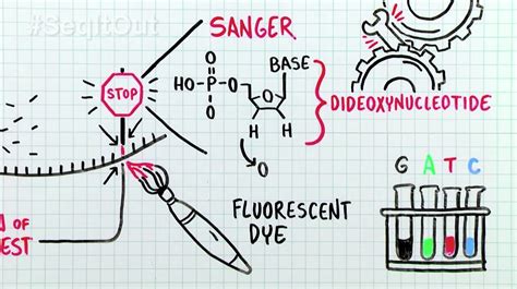 How Does Sanger Sequencing Work? - Behind the Bench