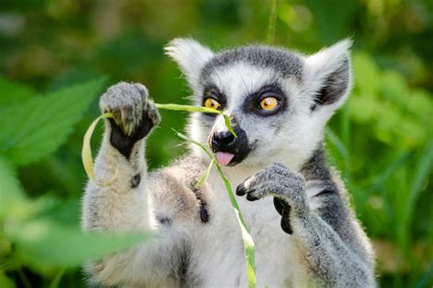 40+ Beautiful Lemur Photos · Pexels · Free Stock Photos