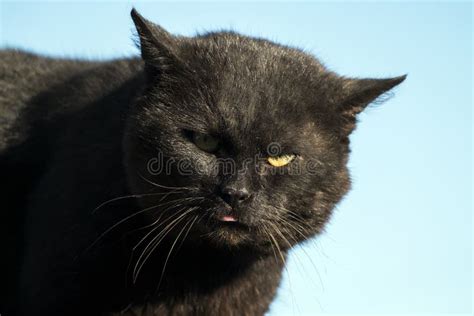 Hell Black Cat Bandit and Robber Stock Photo - Image of devilish ...