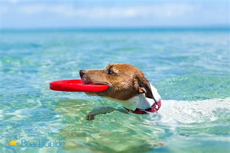 Plan-Ahead Tips for Taking Your Dog to the Beach