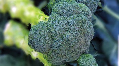 12 Top Performing Broccoli Varieties - Growing Produce