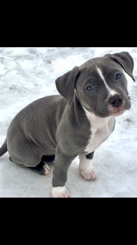 Baby Blue Nose Pitbull Puppies