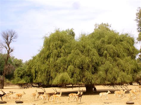 Neem and Peelu | Ziryab's Body Brew