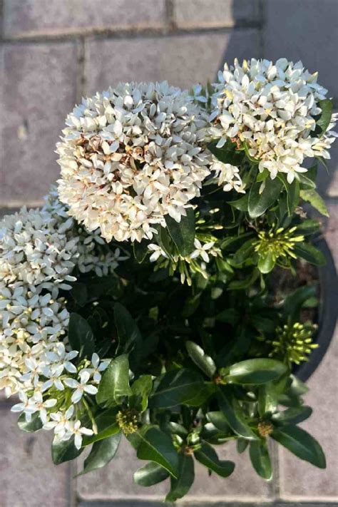 Ixora White - Flowering - Outdoor Plants | Plantshop.me