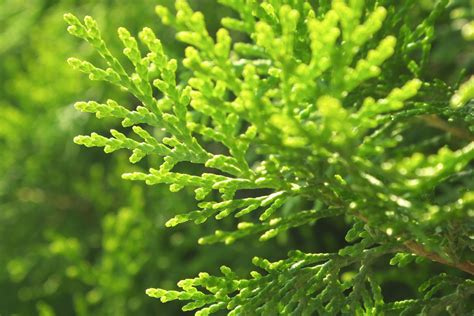 Little Giant Arborvitae: Perfect Dwarf Plant For Your Home - Plantisima