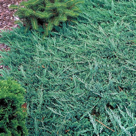 Blue Rug Juniper for Sale at Arbor Day's Online Tree Nursery - Arbor Day Foundation