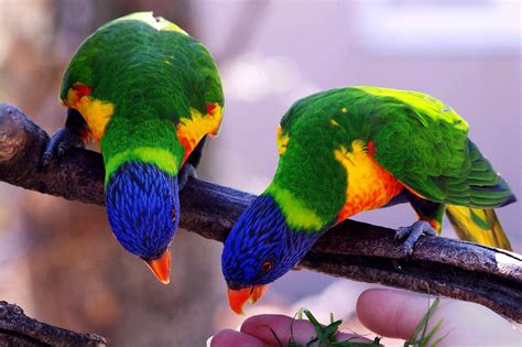 Free Images : bird, wildlife, green, beak, color, fauna, lorikeet ...