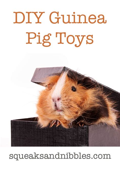 DIY Guinea Pig Toys - The Best Guinea Pig Toys You Can Make