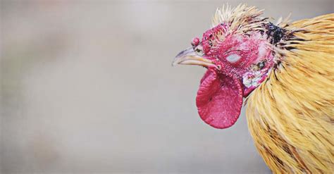 Marek's Disease in Chickens: Causes, Symptoms, and Prevention