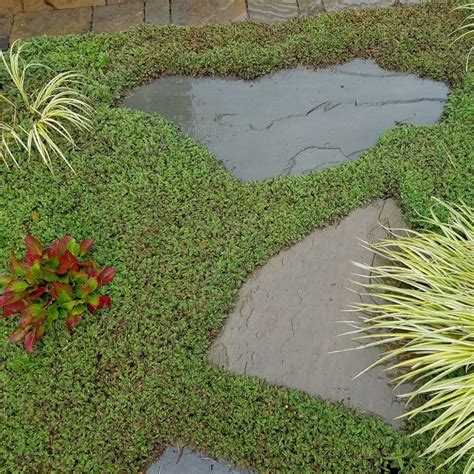 Alternatives to grass - what can I have instead of a lawn? - Design for Me