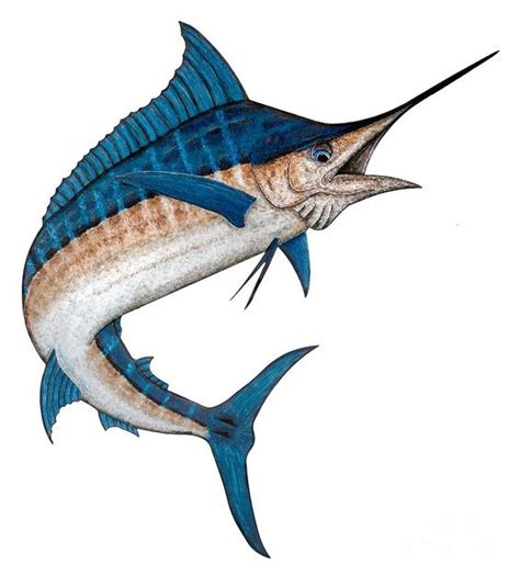 Blue Marlin Drawings - ClipArt Best