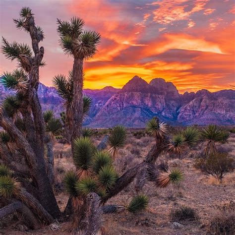 the sun is setting in the mountains behind some cactus bushes and trees with snow on them