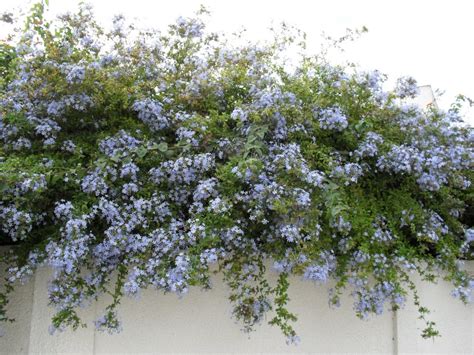 brightly coloured sunflowers: Plumbago auriculata